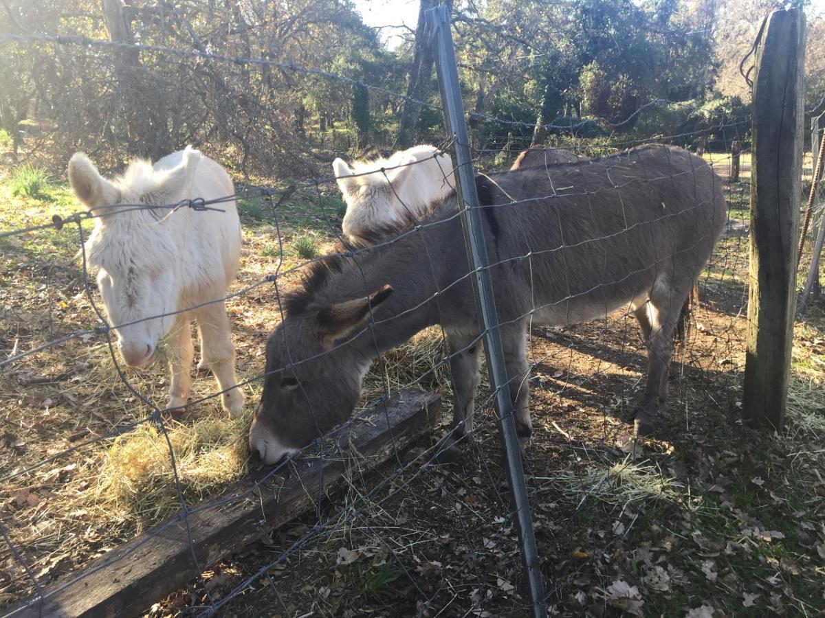 Agriturismo Pranu Sorgono Kültér fotó