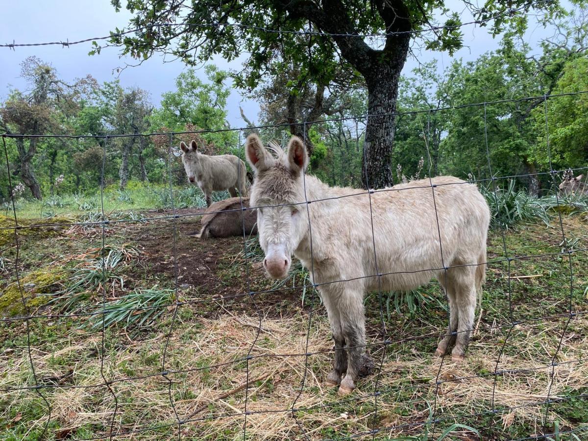 Agriturismo Pranu Sorgono Kültér fotó