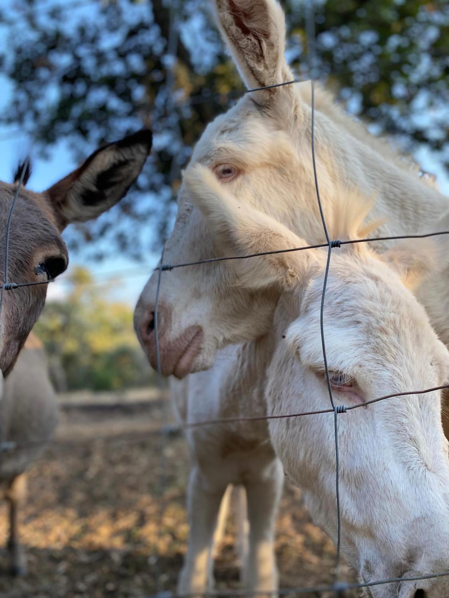 Agriturismo Pranu Sorgono Kültér fotó