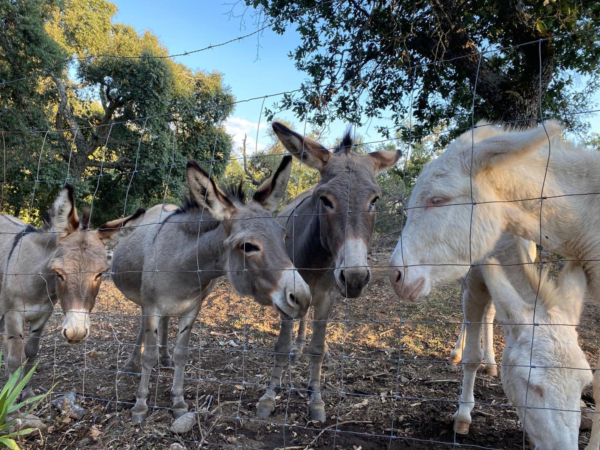 Agriturismo Pranu Sorgono Kültér fotó